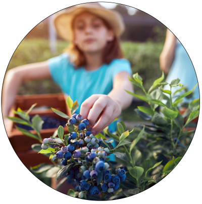 girl picking blueberries